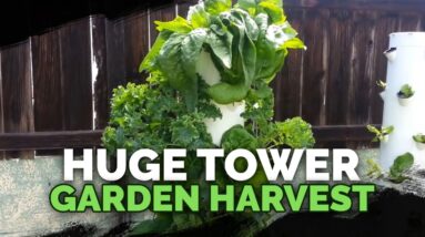 HUGE Tower Garden Harvest