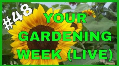 Hybrid Seeds, Seed Packets & Seed Starting (Q&A)