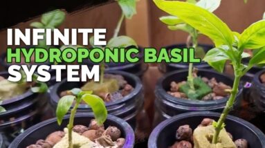Hydroponic Basil: Grow Basil Forever From 1 Plant