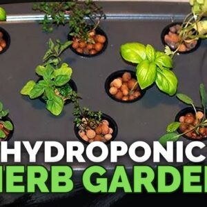 Hydroponic Herb Garden Guide