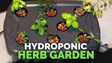 Hydroponic Herb Garden Guide