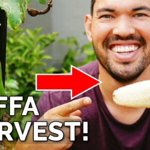 I Grew My Own Luffa Sponge | Luffa Gourd Harvest & Growing Tips