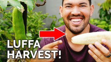 I Grew My Own Luffa Sponge | Luffa Gourd Harvest & Growing Tips