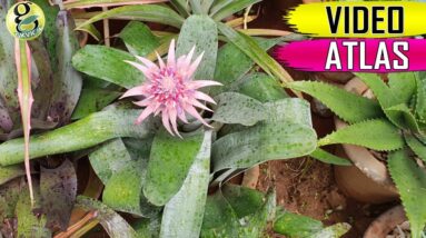 Video Atlas of Succulents & Cacti Identification | Lalbagh Flower Show 2018