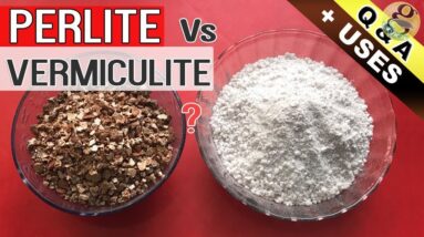 PERLITE vs VERMICULITE IN GARDEN SOIL | Benefits and Difference Between Perlite and Vermiculite