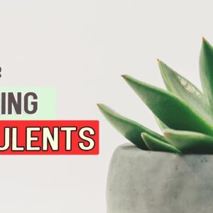SUCCULENTS CLASSIFICATION or GROUPING | Summer Succulents and Winter Succulents + 10 Main Groups