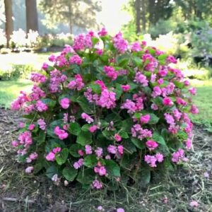 Jenny's Favorite New Annuals for Southern Gardens in 2021