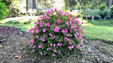 Jenny's Favorite New Annuals for Southern Gardens in 2021