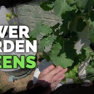 Kale and Lettuce Are HUGE in the Tower Garden