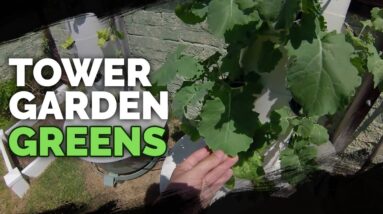Kale and Lettuce Are HUGE in the Tower Garden
