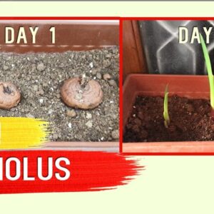 Growing Gladiolus from Bulbs or Corms this Winter - 100%  Success Results Timelapse