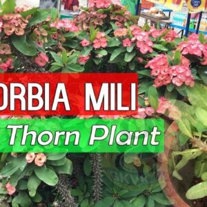 Euphorbia Milii Plant Care and Tips | The Christ Plant or Crown of Thorns Euphorbia plant