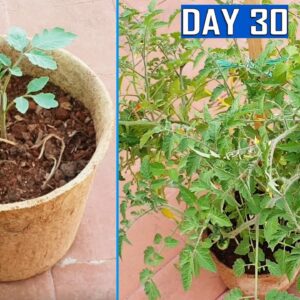 GROW PLANTS FASTER USING COCO COIR POTS & AIR PRUNING PRINCIPLE | Gardening Tips