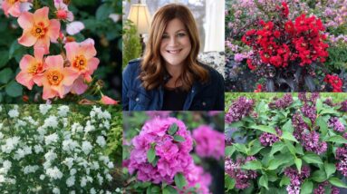 Laura's Favorite New Flowering Shrubs 2021, part 2