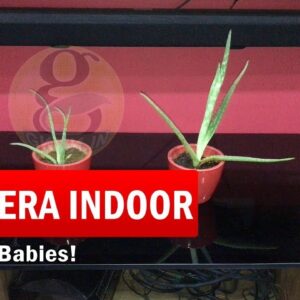 How to Grow Aloe Vera Plant Indoors | How to care aloe vera babies indoors in English