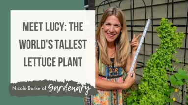 Meet Lucy: The Tallest Lettuce Plant in the World