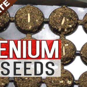 ADENIUM SEED GERMINATION Technique | How to grow Adenium from Seeds - Gardening in English