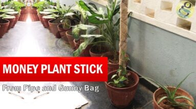 How to make Money Plant climber Stick | Money plant stick - Grow Faster from Gunny Bag