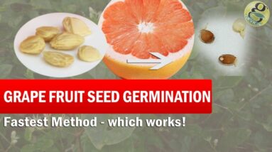 Grapefruit Seed Germination Fast Method | How to grow grape-fruit from seed - Time lapse with result