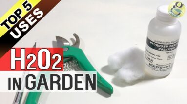 HYDROGEN PEROXIDE in Garden | Top 5 Uses of Hydrogen-peroxide in Gardening H2O2