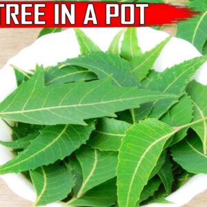 NEEM TREE IN POT: CARE and GROWTH TIPS on Neem Plant at Home