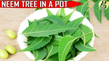 NEEM TREE IN POT: CARE and GROWTH TIPS on Neem Plant at Home