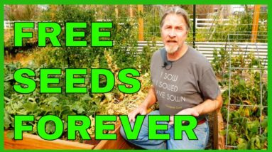Never Buy Seeds Again -- How to Collect Spinach Seeds