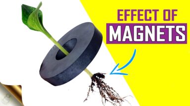 SEE WHAT HAPPENS TO PLANTS WHEN YOU PLACE A MAGNET IN A POT? | DIY GARDENING EXPERIMENT