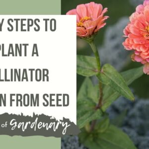 Easy Steps to Plant a Pollinator Garden from Seed for Bees, Butterflies and Hummingbirds