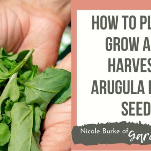 Growing Arugula: Planting, Growing and Harvesting Organic Arugula from Seed in a Raised Bed