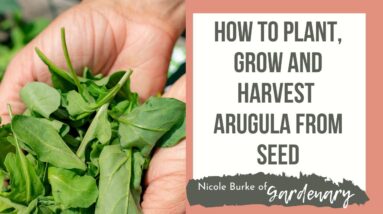 Growing Arugula: Planting, Growing and Harvesting Organic Arugula from Seed in a Raised Bed