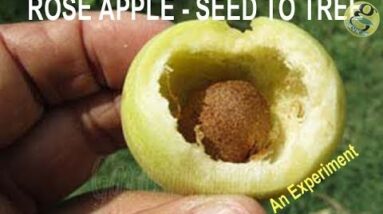 How to Grow Roseapple Tree from Seed  | Roseapple seed Germination Gulabi Jaam