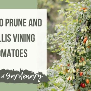 How to Prune and Trellis Tomatoes for Super Productive and Beautiful Plants
