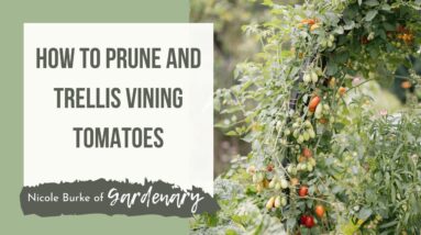 How to Prune and Trellis Tomatoes for Super Productive and Beautiful Plants