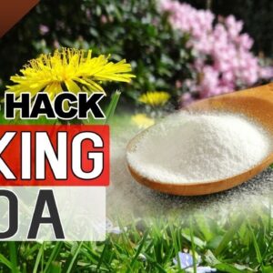 BAKING SODA IN GARDEN | TOP 10 Uses of Baking Soda Hacks in Gardening and Plants