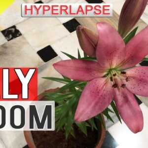 LILLY FLOWER BLOOMING TIME-LAPSE VIDEO | Flower Blossom hyperlapse Fast - My First Attempt