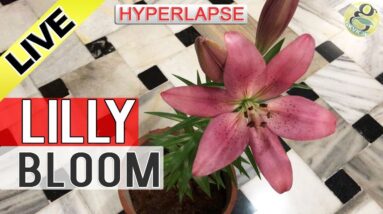 LILLY FLOWER BLOOMING TIME-LAPSE VIDEO | Flower Blossom hyperlapse Fast - My First Attempt