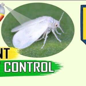 PEST CONTROL: 5 Easy Ways to Control Aphids Whiteflies Mealybugs Spider mites