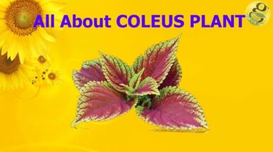 Multi color Leaf Plant - Decorative Plant | Coleus Plant - Plectranthus Foliage Plant