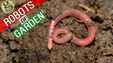 Garden Robots: Vermi-composting by Earthworms in Gardening | What are Worm Castings?