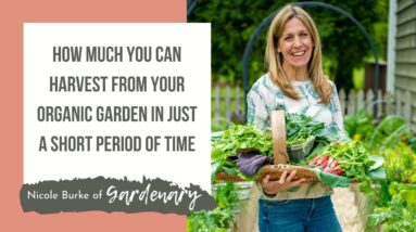 How Much You Can Harvest From Your Organic Garden in Just a Short Period of Time