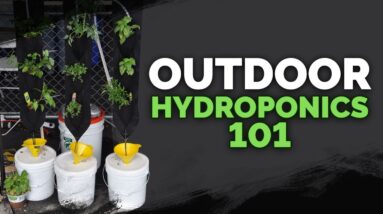 Outdoor Hydroponics Basics: Avoid These Mistakes
