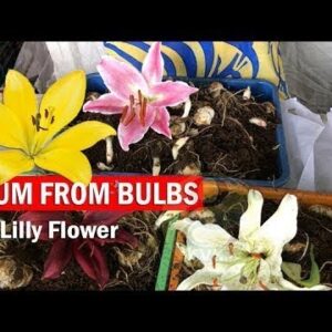 How to Grow Lilium from Bulbs | Care of Lily lilium lilly flower plant in English
