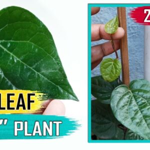 BETEL LEAF PLANT at home | How to Grow Betel plant: Paan Plant Care Tips and Propagation in English