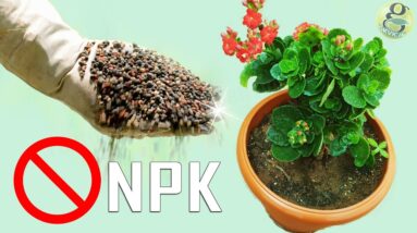 NEVER USE NPK DAP UREA - 5  HAZARDS OF CHEMICAL FERTILIZER PESTICIDE in Gardening & Farming