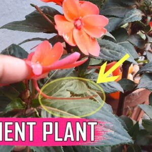 FLOWER WITH TAIL: Impatiens Balsam Gulmehndi Flower Plant Care Tips – Impatient to Reproduce