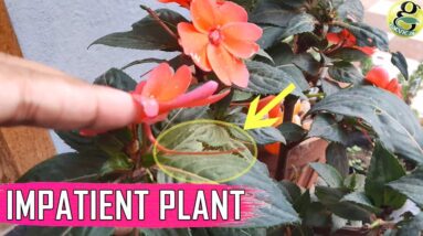 FLOWER WITH TAIL: Impatiens Balsam Gulmehndi Flower Plant Care Tips – Impatient to Reproduce