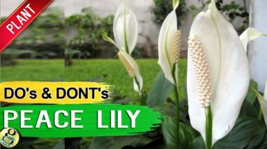 PEACE LILY - Air Purifier Plant Care Tips, Propagation Repot and Mistakes