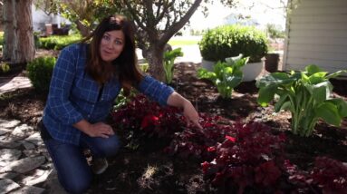 Perennials for the Shade