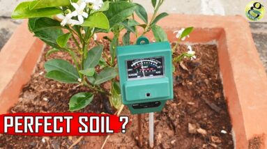 PERFECT SOIL PH: 10 Natural Ways to Achieve Ideal PH for Plants